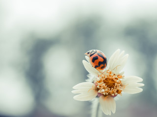 grass flowers and ladybug with filter effect retro vintage style