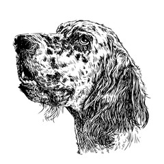 English setter
