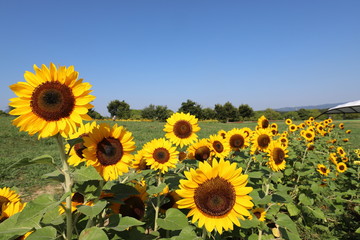 Obraz premium 馬見丘陵公園 ひまわりウィーク