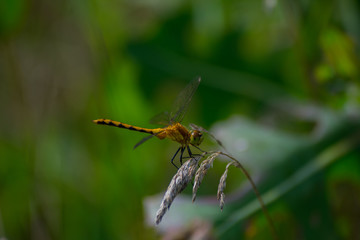 Dragonfly