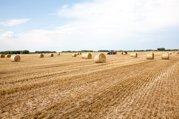 Fototapeta premium An hay bale