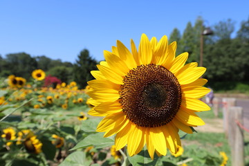 馬見丘陵公園　ひまわりウィーク
