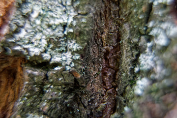 Tree bark texture, wooden background.