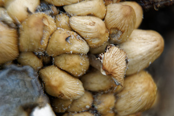 Tree mashrooms growth on tree branch, close-up vegetable.