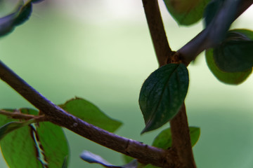 Macro close-up tree branch with defocused background.