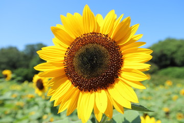 馬見丘陵公園　ひまわりウィーク