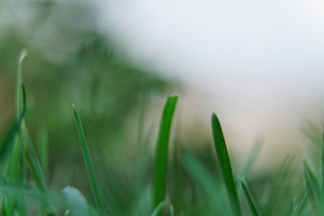 Macro close-up grass with defocused background