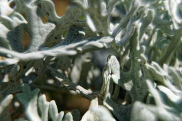 Macro spruce needles with sunbeam, natural background