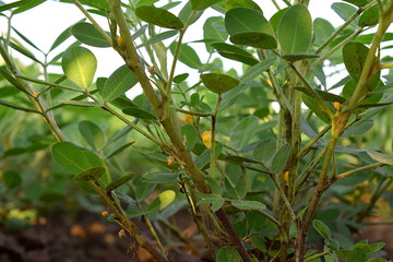 Peanut bush with flowers close-up.