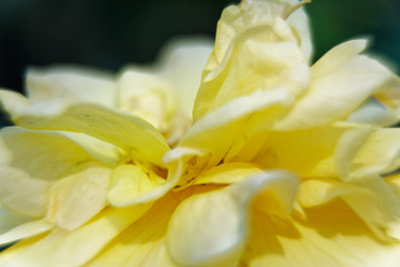 Obraz na płótnie Canvas Yellow spring flowers on tree branch in sunny day, good for postcard.