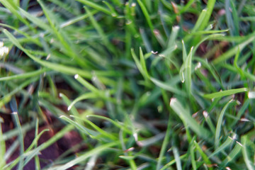 Macro close-up grass with defocused background