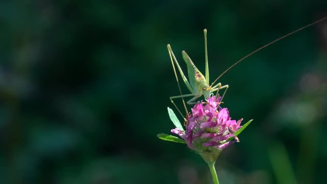 Green Grasshopper - (4K)