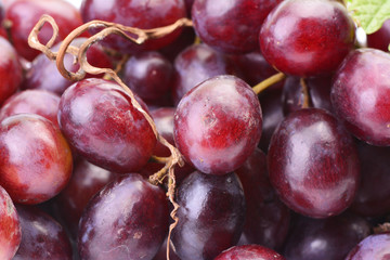 Grapes, this year's harvest