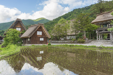 Fototapeta na wymiar Rice field in Historical village Shirakawa-go. Shirakawa-go is one of Japan's UNESCO World Heritage Sites located in Gifu Prefecture, Japan.