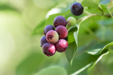 Amelanchier ovalis tasty ripening fruits berries,  serviceberries on branches