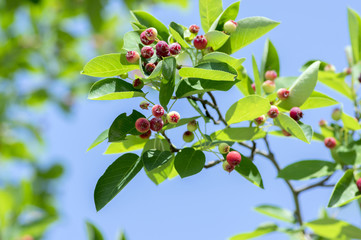 Amelanchier ovalis tasty ripening fruits berries, serviceberries on branches in sunlight