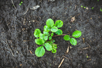 Strawberry plant in the garden. Selective focus.