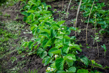 Strawberry plant in the garden. Selective focus.