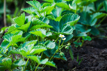 Strawberry plant in the garden. Selective focus.