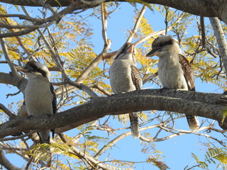Three in a tree