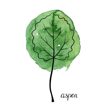 vector leaf of aspen tree
