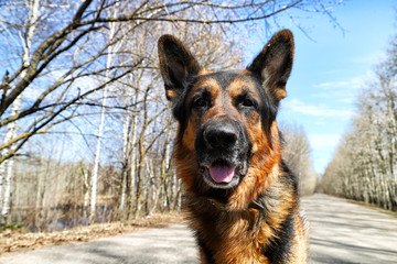 Dog German Shepherd on the road in a sping day