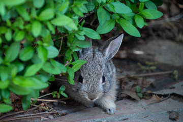 Bunny