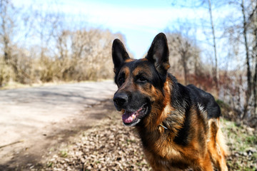 Dog German Shepherd on the road in a sping day
