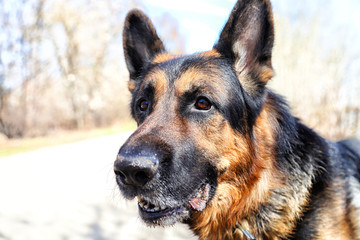 Dog German Shepherd on the road in a sping day