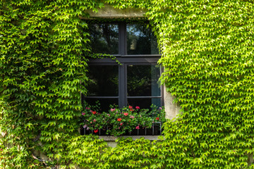 Fassadenbegrünung mit Fenster