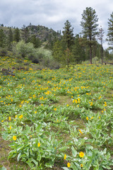 Yellow flowers of arrowleaf balsamroot carpet the side of a mountain in springtime
