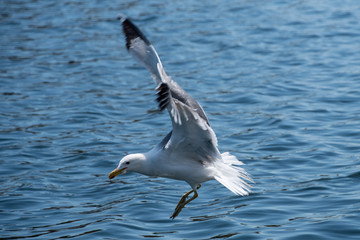 Seagull