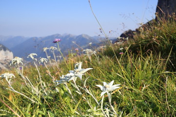 mehrere Edelwei&szlig;blumen mit Bergen im Hintergrund