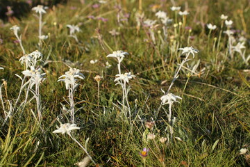 Wiese mit Edelweißblumen