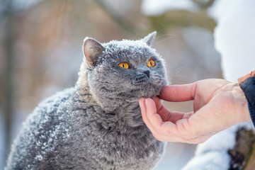 A human hand strokes the neck of a cat outdoors in the winter