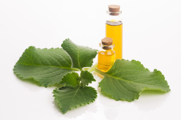 Plectranthus amboinicus with oil. Mexican mint or Tiger`s ear plant