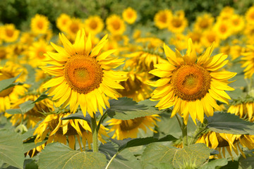 Bright sunflowers in the morning sun on the field.