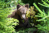 Cub of brown bear in the forest