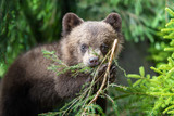 Cub of brown bear in the forest