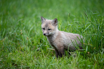 Fox cub in grass