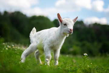 Goat on a pasture