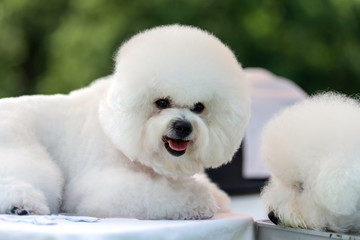 Baby Bichon dog