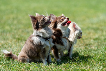 Three Longhair Chihuahua dog