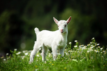 Obraz na płótnie Canvas Goat on a pasture