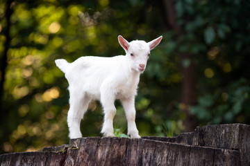 Goat on tree stump