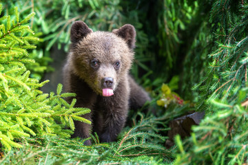 Cub of brown bear in the forest