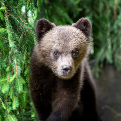 Cub of brown bear in the forest