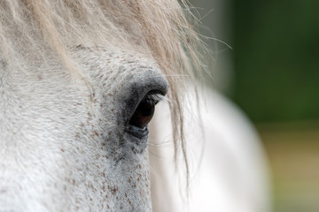 White horse eye