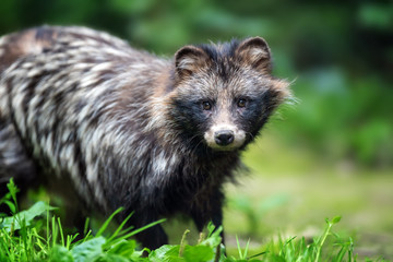 Young wild raccoon