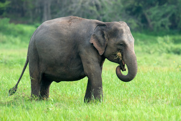 Naklejka na ściany i meble Elephants in National Park of Sri Lanka